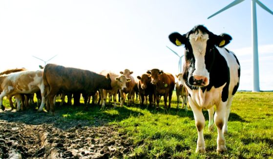 cows in a field in Ireland