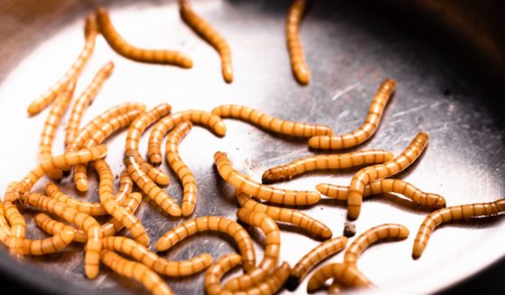 Mealworms are seen in a dish in this stock image.