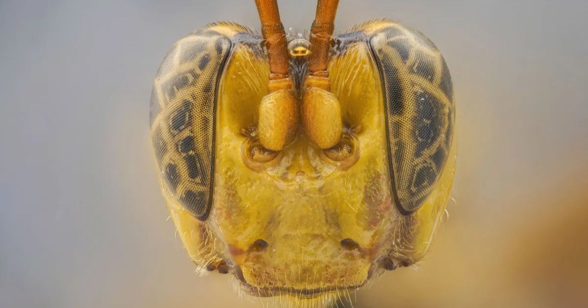 A wasp was discovered in the Amazon.