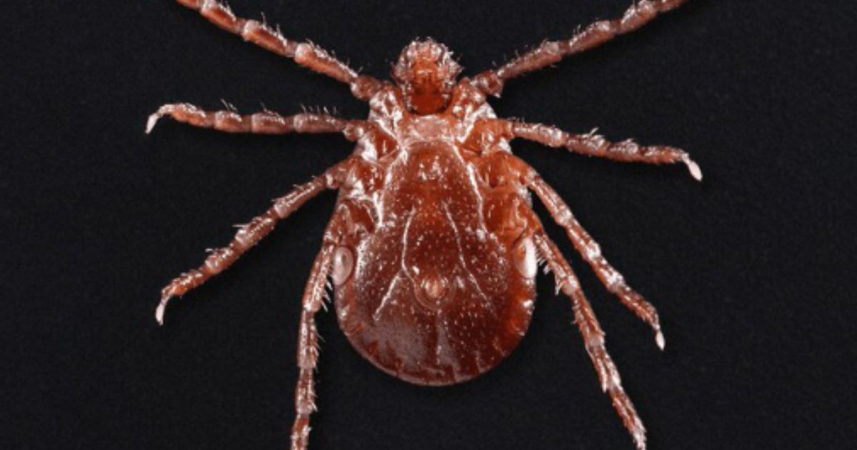 The Asian longhorned tick has rapidly spread across America in only a few short years, and it poses a great threat to livestock.