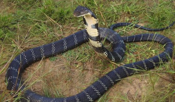 A cobra snake is shown. A man in India is accused of killing his wife and 2-year-old daughter by releasing a venomous cobra into their bedroom as they slept.