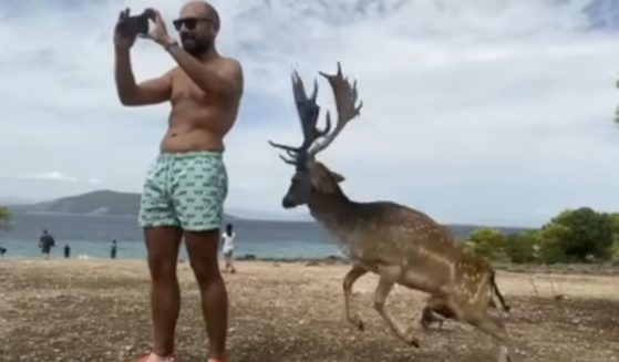 While on vacation in Greece, Gian Carlo Triacca tried to take a photo of a deer, but ended up being attacked by another one instead, resulting in some broken ribs.