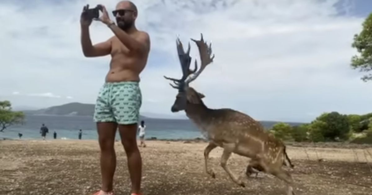 Tourist disrespects local deer; buck teaches unforgettable lesson
