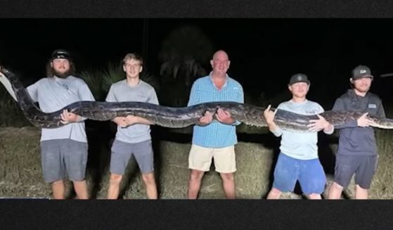 The creature weighed nearly 200 pounds, and it took all five men to subdue it.