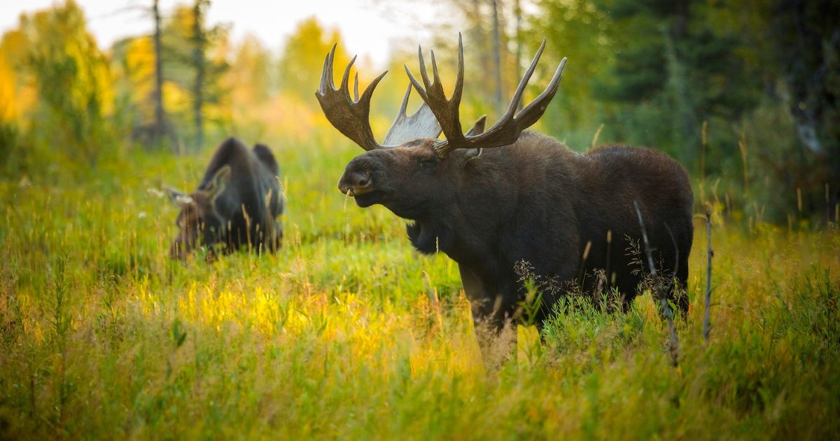 Two Bull Moose Found Dead in US Creek After Intense Battle