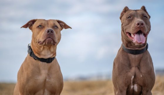 A stock photo shows two female American pit bull terriers outdoors.