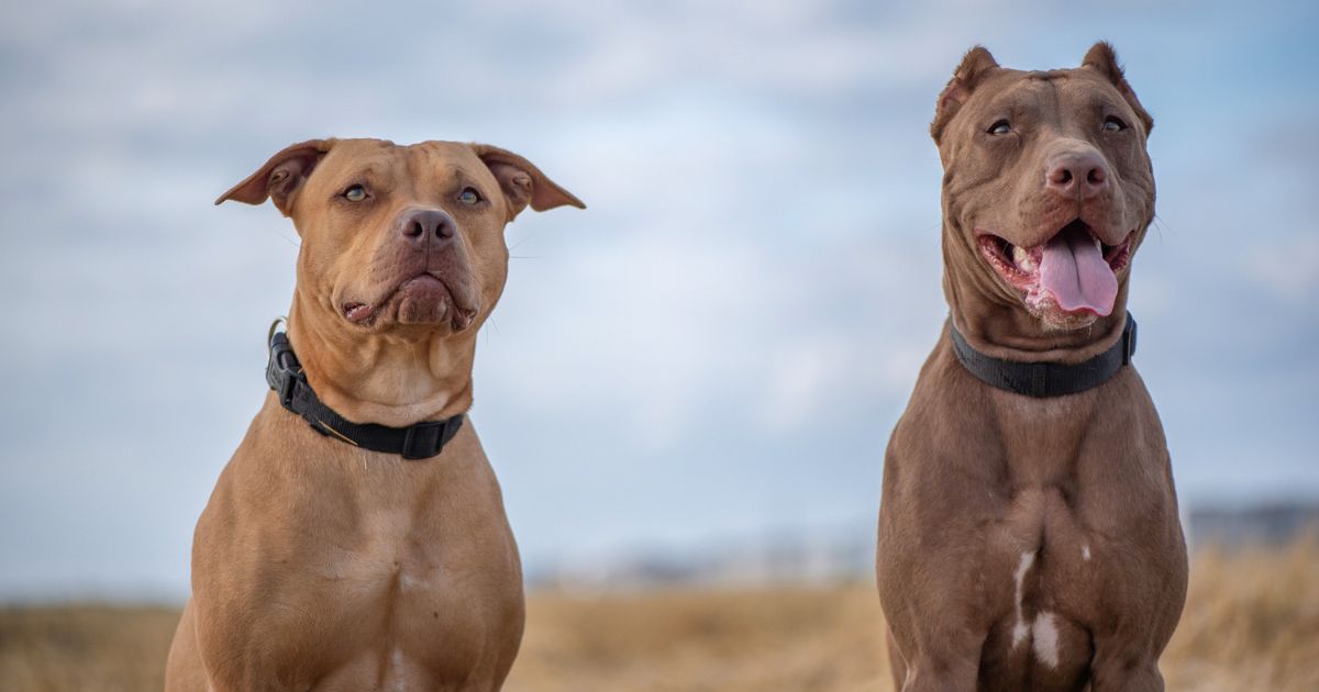A stock photo shows two female American pit bull terriers outdoors.