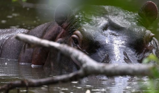 a hippo in Colombia