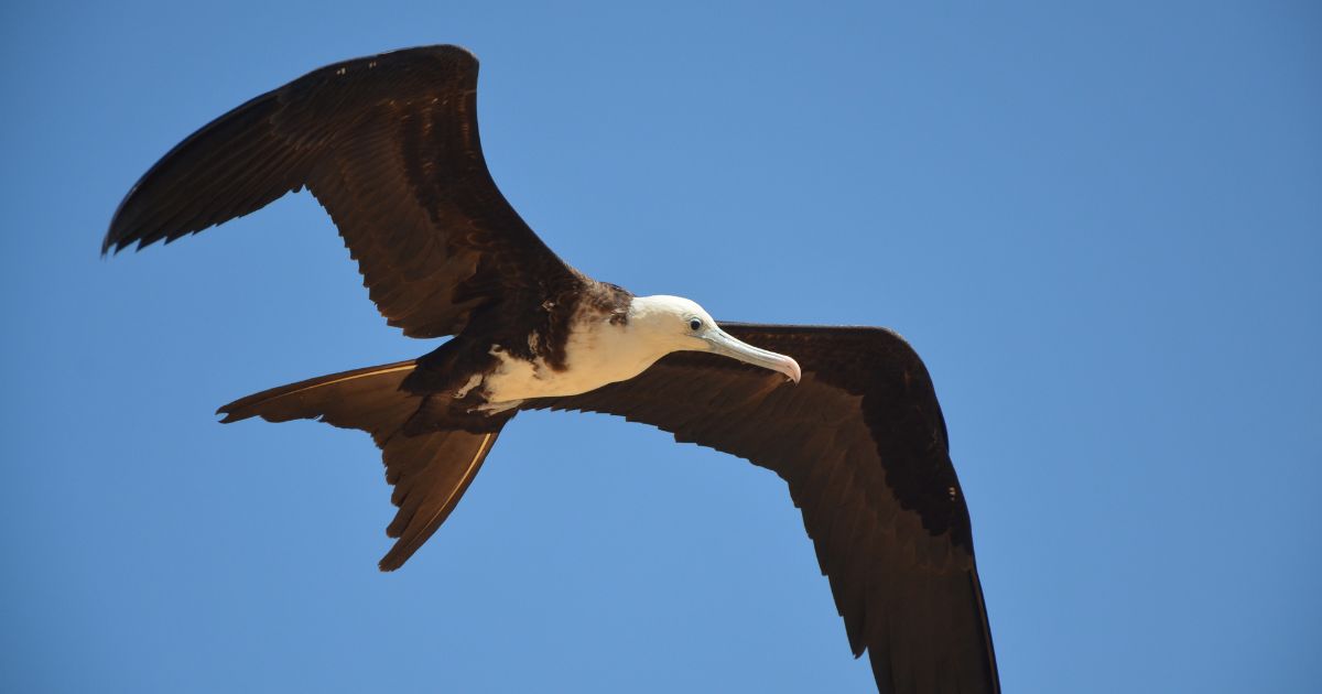 An Audobon's shearwater flies in this stock image.