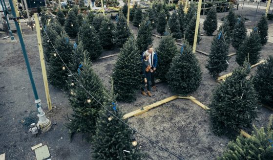 A couple shops in a Christmas tree lot in a stock photo.