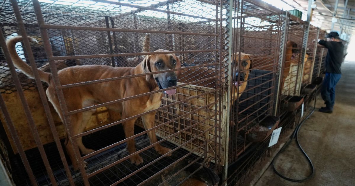 dogs in cages at a South Korean dog farm