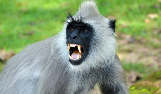 A langur monkey bares its teeth in the above stock image.