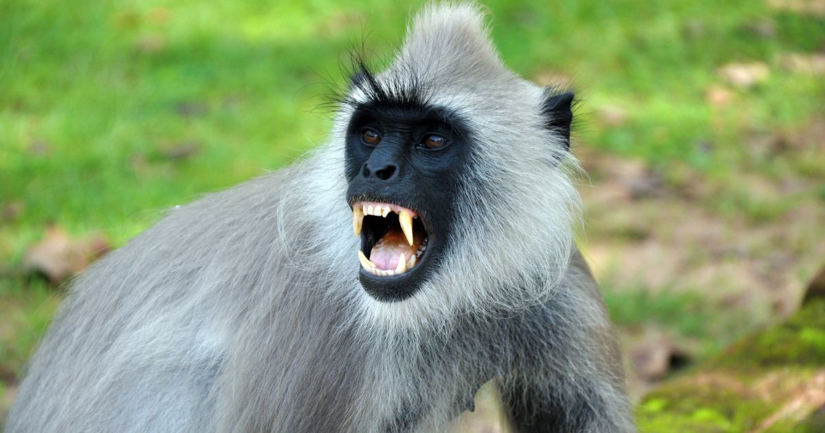 A langur monkey bares its teeth in the above stock image.