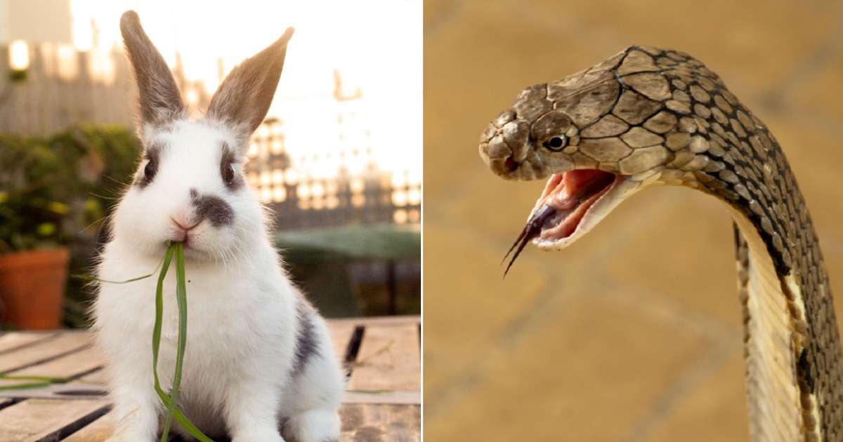 An adorable rabbit gazes at the camera, left; right, a cobra opens its mouth with tongue flickering.