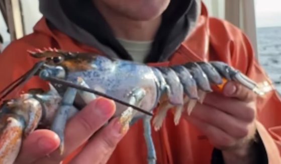 In November, Jacob Knowles posted a series of videos on Instagram showing off a rare, half-red, half-blue lobster caught off the coast of Maine.