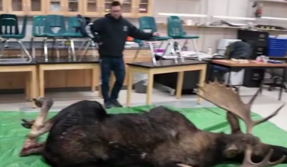 Biology teacher Brian Mason brought a moose carcass into his Chugiak High School in Alaska on Dec. 4 to teach his students "cultural traditions of honoring an animal’s life and sacrifice."