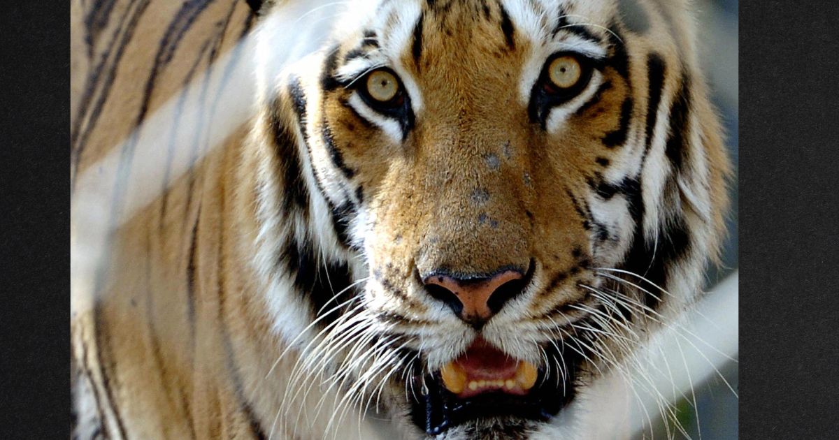 Zoo shuts down suddenly due to horrifying object found in tiger’s mouth