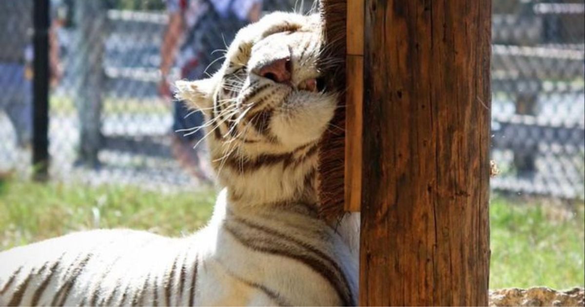 A tiger scratches its face at the Natural Bridge Zoo in Virginia.