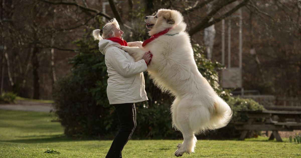 Susan Reilly and her Pyrenean Mountain Dog named Boris arrive to attend the second day of the Crufts dog show at the National Exhibition Centre in Birmingham, central England, on March 8, 2019.