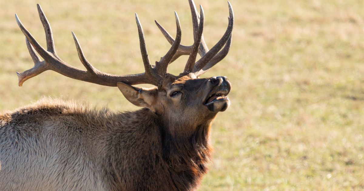 The above stock image is of an elk.