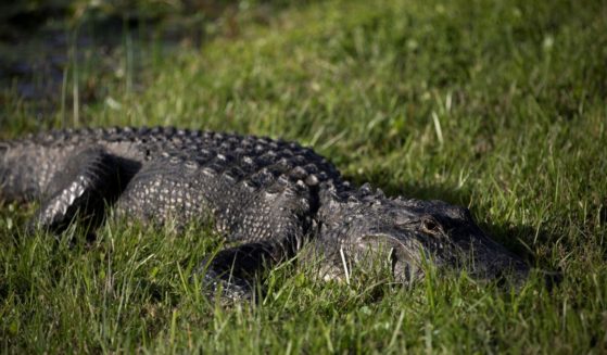 An alligator is seen during a visit to Everglades National Park in Florida on Dec. 7.