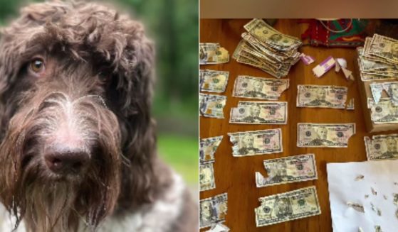 On Dec. 8, Cecil the dog, left, ate $4,000 in cash off of the kitchen table, forcing the Pittsburgh couple who own him to go through a delicate retrieval process, which they documented in a now viral Instagram post.