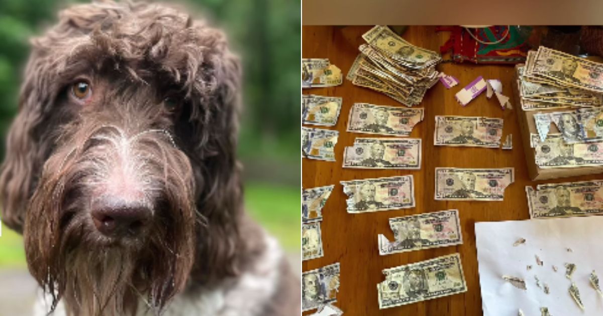 On Dec. 8, Cecil the dog, left, ate $4,000 in cash off of the kitchen table, forcing the Pittsburgh couple who own him to go through a delicate retrieval process, which they documented in a now viral Instagram post.