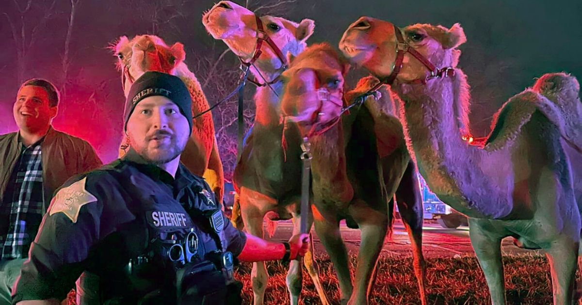 Zebras and camels being transported to weekend circus performances were rescued by emergency responders after a truck caught fire Saturday near Marion, Indiana.