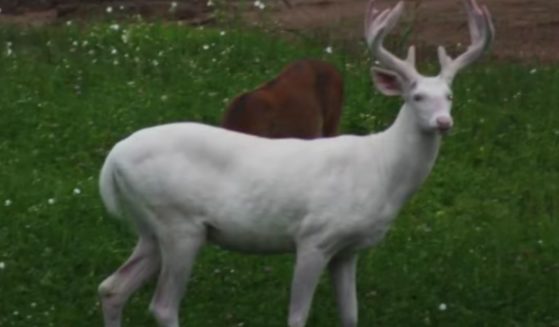 The albino buck - known as "the King" to the locals of Spooner, Wisconsin - was found dead a few weeks ago, reportedly from old age.