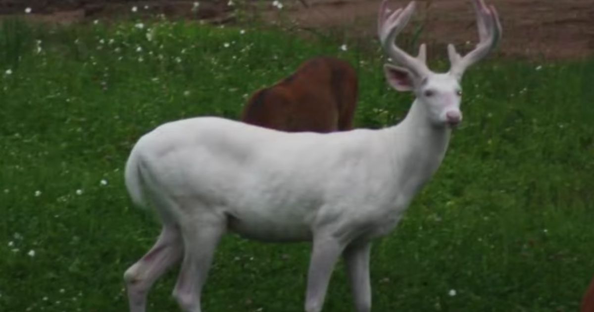 The albino buck - known as "the King" to the locals of Spooner, Wisconsin - was found dead a few weeks ago, reportedly from old age.
