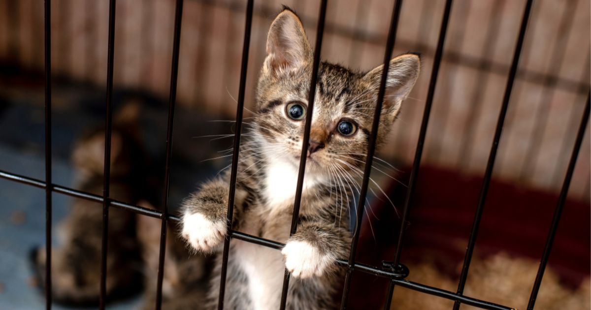 A stock photo shows a kitten in a cage at an animal shelter.