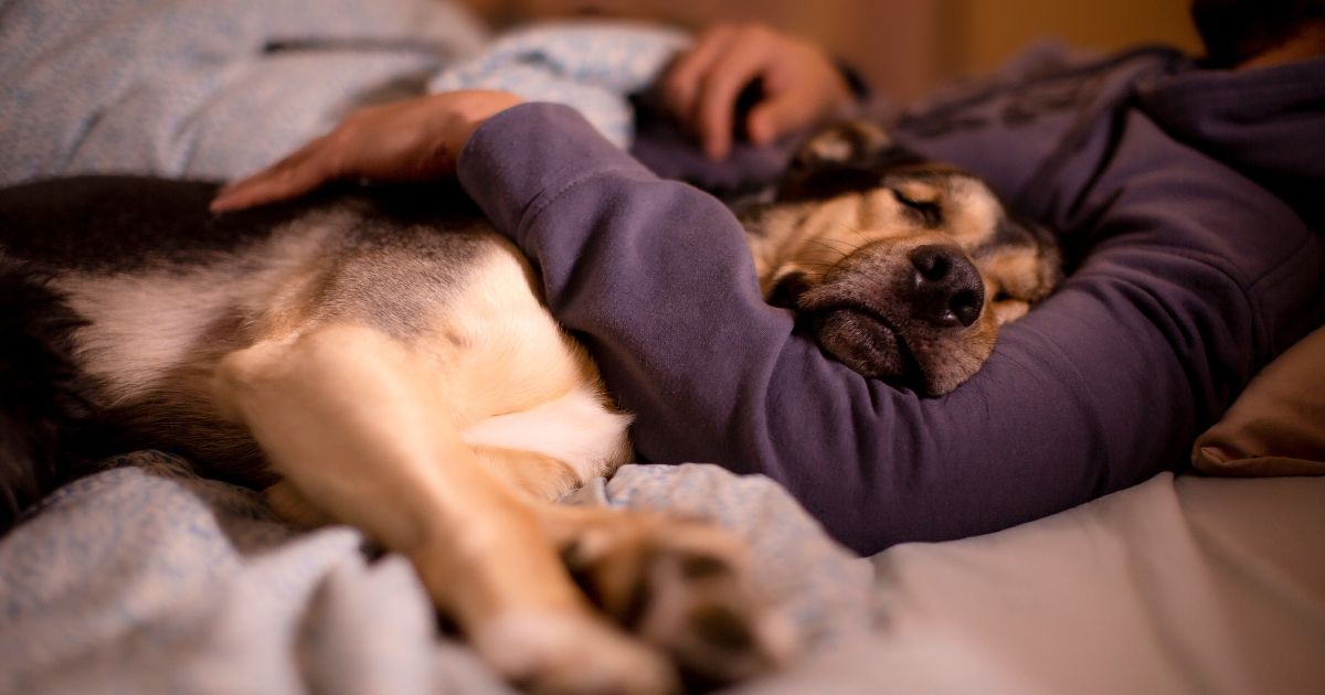 This stock image shows a large dog cuddled with its owner in the bed. A new study shows that pet owners could be losing hours of sleep a week because of their beloved animals.