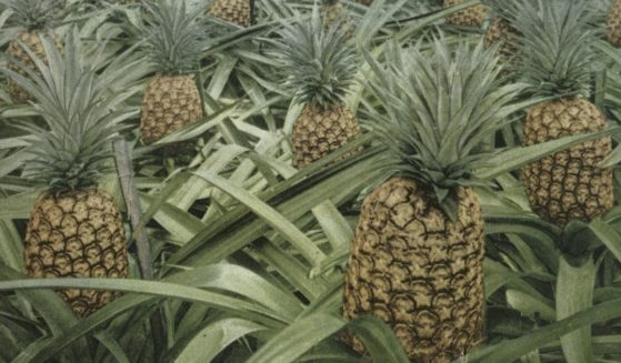 A group of pineapples grow on their plants in Florida in 1914.