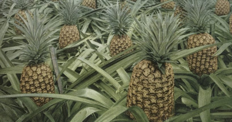 What They Found in a Pineapple Stem Could Revolutionize Medicine