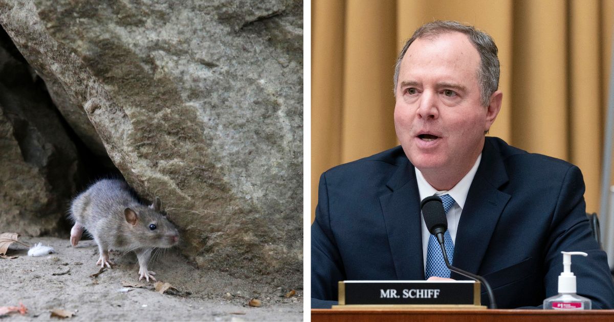 Congressman Adam Schiff is co-sponsoring a bill introduced by Congressman Ted Lieu to ban the use of glue traps to catch rodents. Both congressmen are Democrats from California.