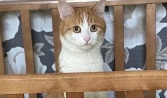 Twix the cat was on the train with its family when it got out of its crate, and the conductor, mistaking it for a stray, dropped it outside into sub-zero temperatures in the town of Kirov, east of Moscow, on Jan. 11. The cat was found dead Saturday, sparking outrage across Russia and on social media.