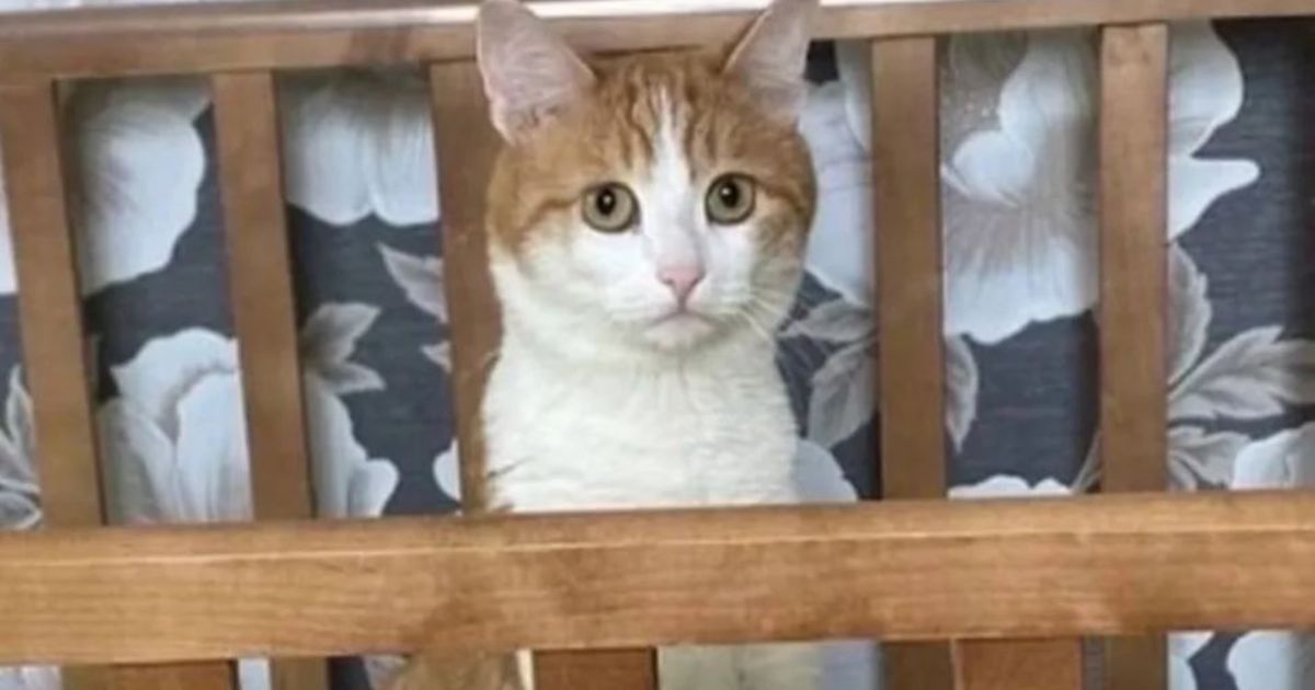 Twix the cat was on the train with its family when it got out of its crate, and the conductor, mistaking it for a stray, dropped it outside into sub-zero temperatures in the town of Kirov, east of Moscow, on Jan. 11. The cat was found dead Saturday, sparking outrage across Russia and on social media.