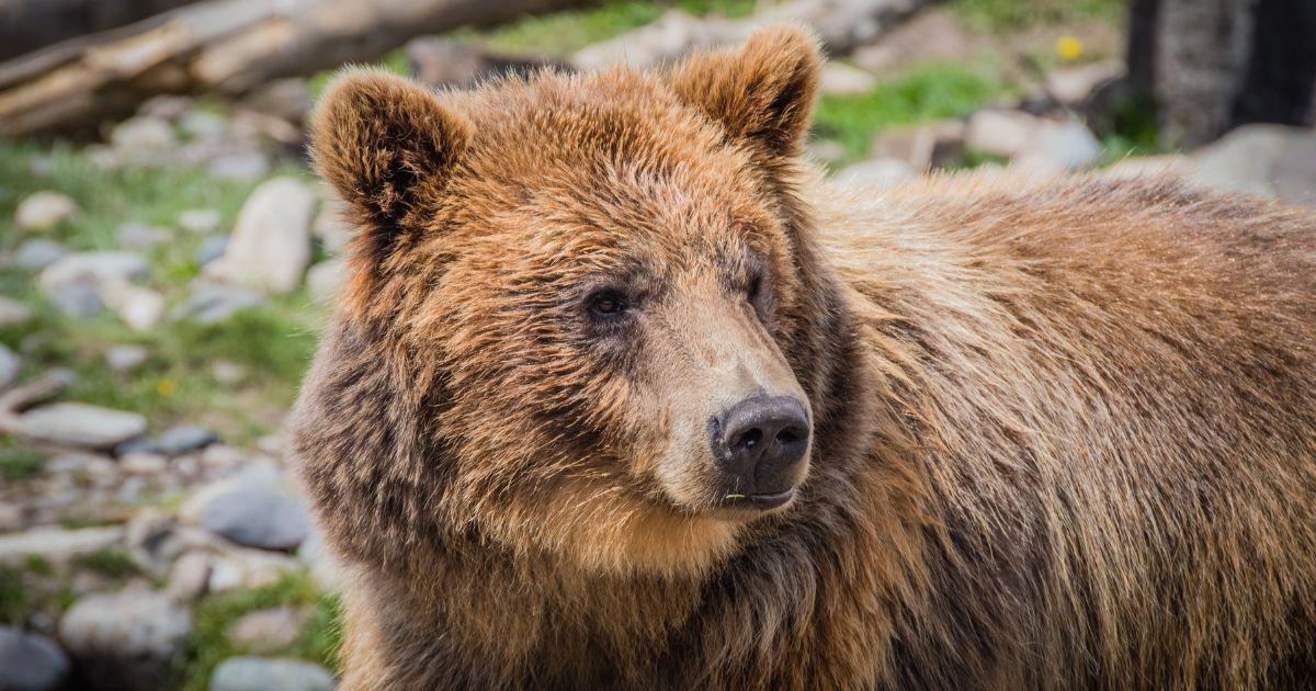 A female grizzly bear is seen in this stock image.