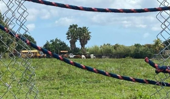 Police believe thieves in Florida took three horses from their stable to an adjacent property, where they cut a hole in the fence, took the horses into the field, and killed them.