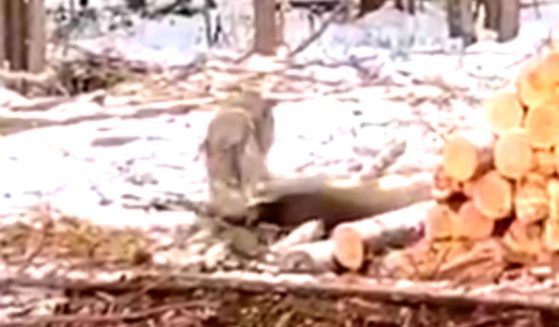 A wolf was filmed taking down and killing a deer in the middle of a Minnesota logging camp, where it showed little regard for nearby humans.