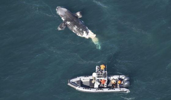 A Department of Natural Resources boat crew assesses a dead right whale off the Georgia coast this week.