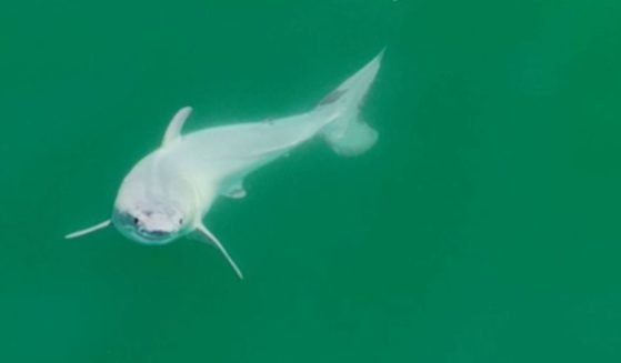 In July 2023, drone footage off the coast of Santa Barbara, California, caught what may be the first ever footage of a newborn Great White shark.