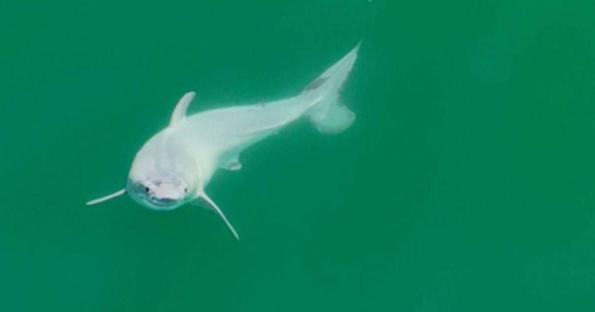 In July 2023, drone footage off the coast of Santa Barbara, California, caught what may be the first ever footage of a newborn Great White shark.
