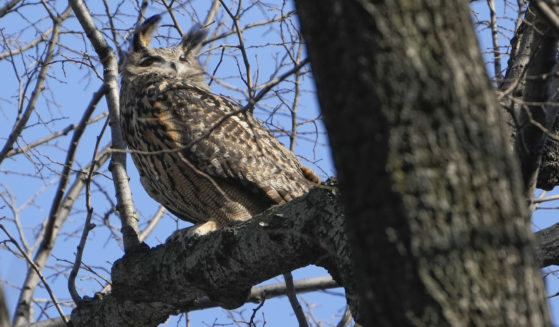 Flaco, a Eurasian eagle-owl, sits in a tree in New York City's Central Park on Feb. 6, 2023.