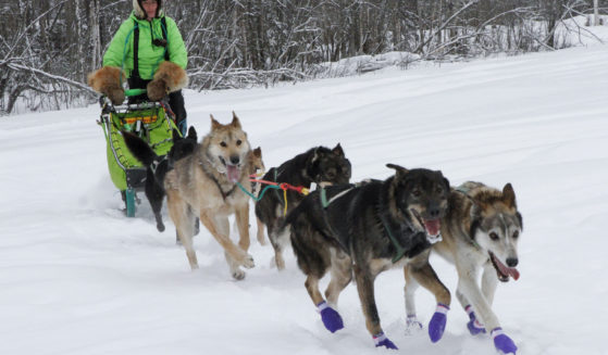 Ryan Redington, the defending Iditarod Trail Sled Dog champion, takes some of his dogs on a training run Feb. 26, in Knik, Alaska.