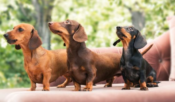 Three Dachshunds are shown outdoors in sunny weather.