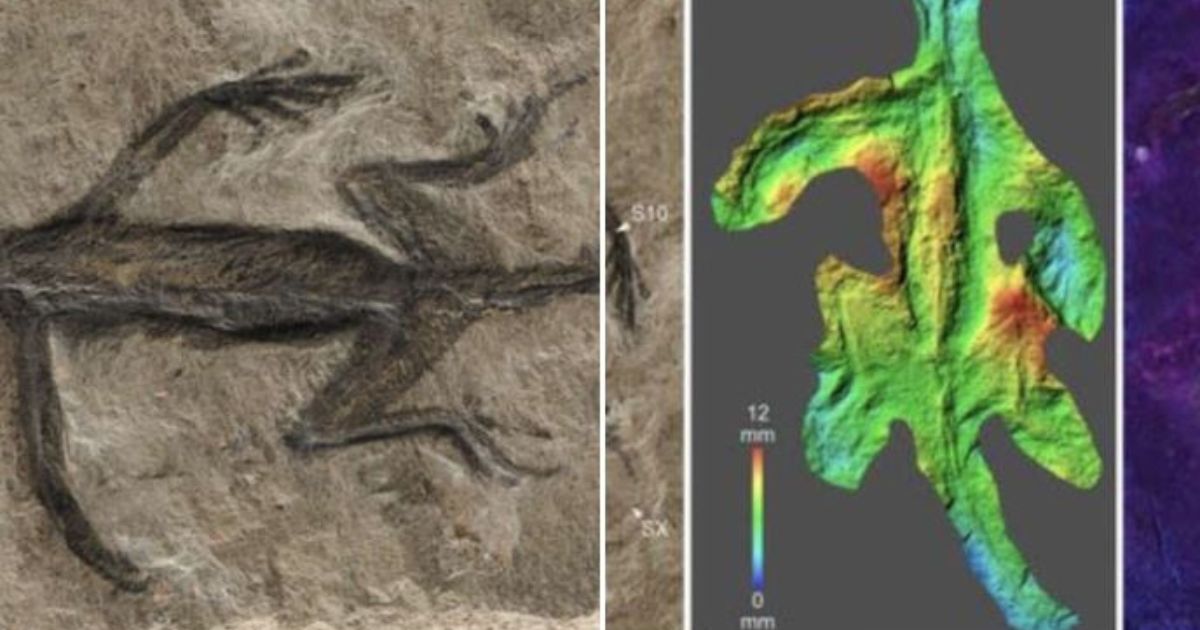 A new study revealed that a remarkable fossil discovery in the Italian Alps of a small lizard-like creature supposedly killed 280 million years ago, with its soft tissues incredibly preserved as a carbonaceous film, is, in fact, a fake, according to Forbes.