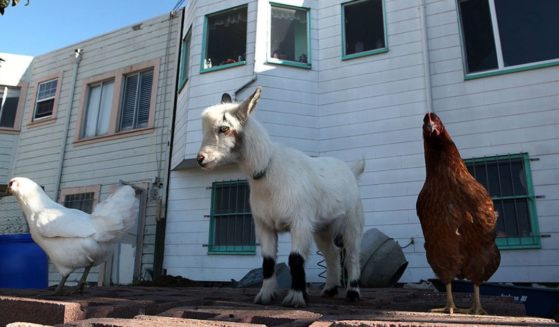 Two chickens and a goat are shown in a "backyard farm" in San Francisco.