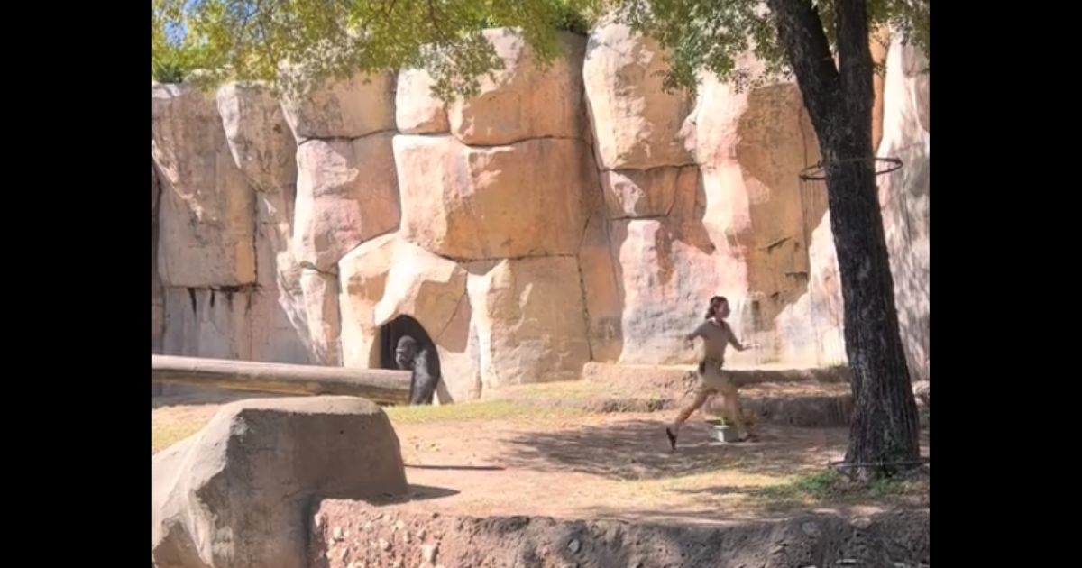 A silverback gorilla named Elmo sauntered into an enclosure Thursday in which two workers were standing at the World of Primates exhibit at the Fort Worth Zoo in Texas.