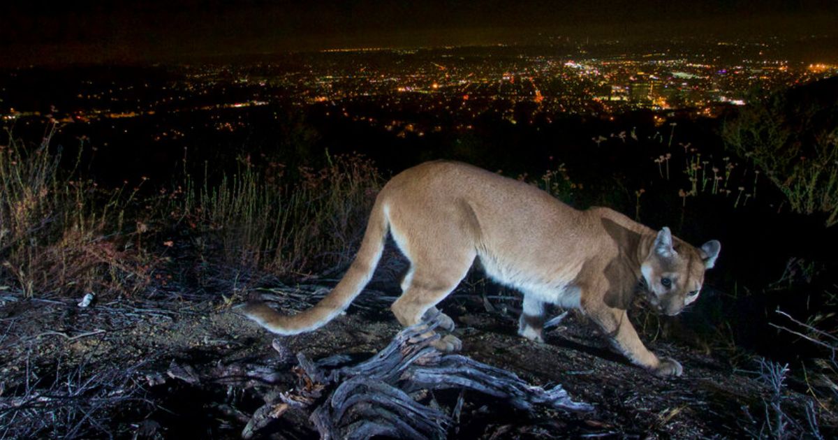 A mountain lion is seen wandering the hills above Los Angeles, California.
